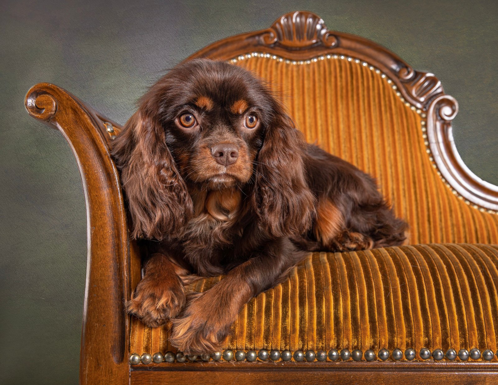 Chocolate Cavaliers UK My Dogs Saint
