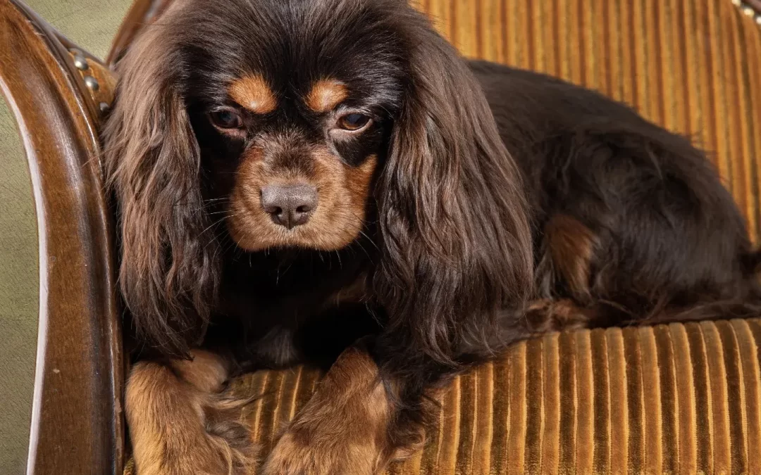 Chocolate Cavaliers UK My Dogs Stormi