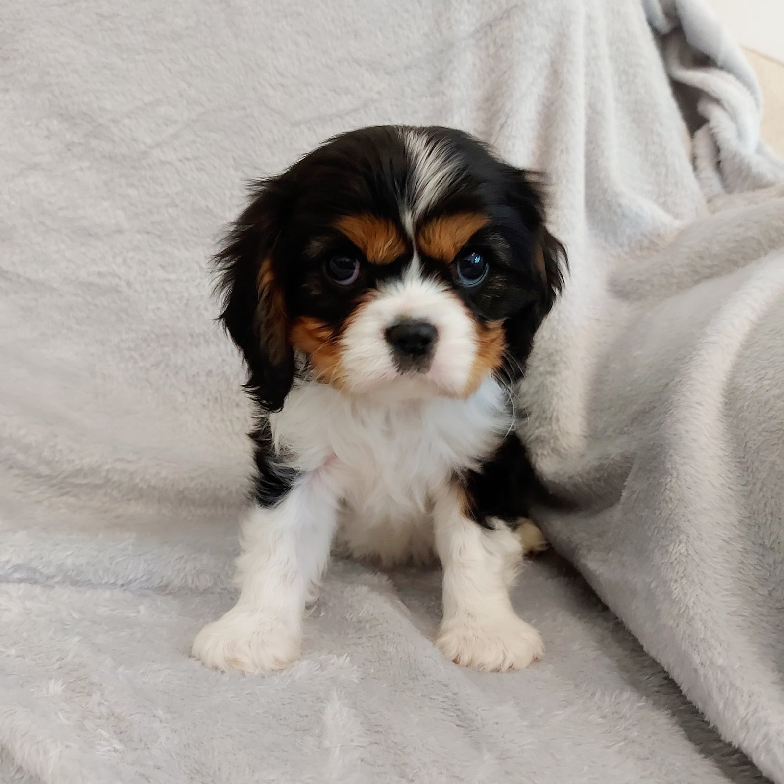 A Tri Colour King Charles Spaniel Puppy Sitting on a Sofa