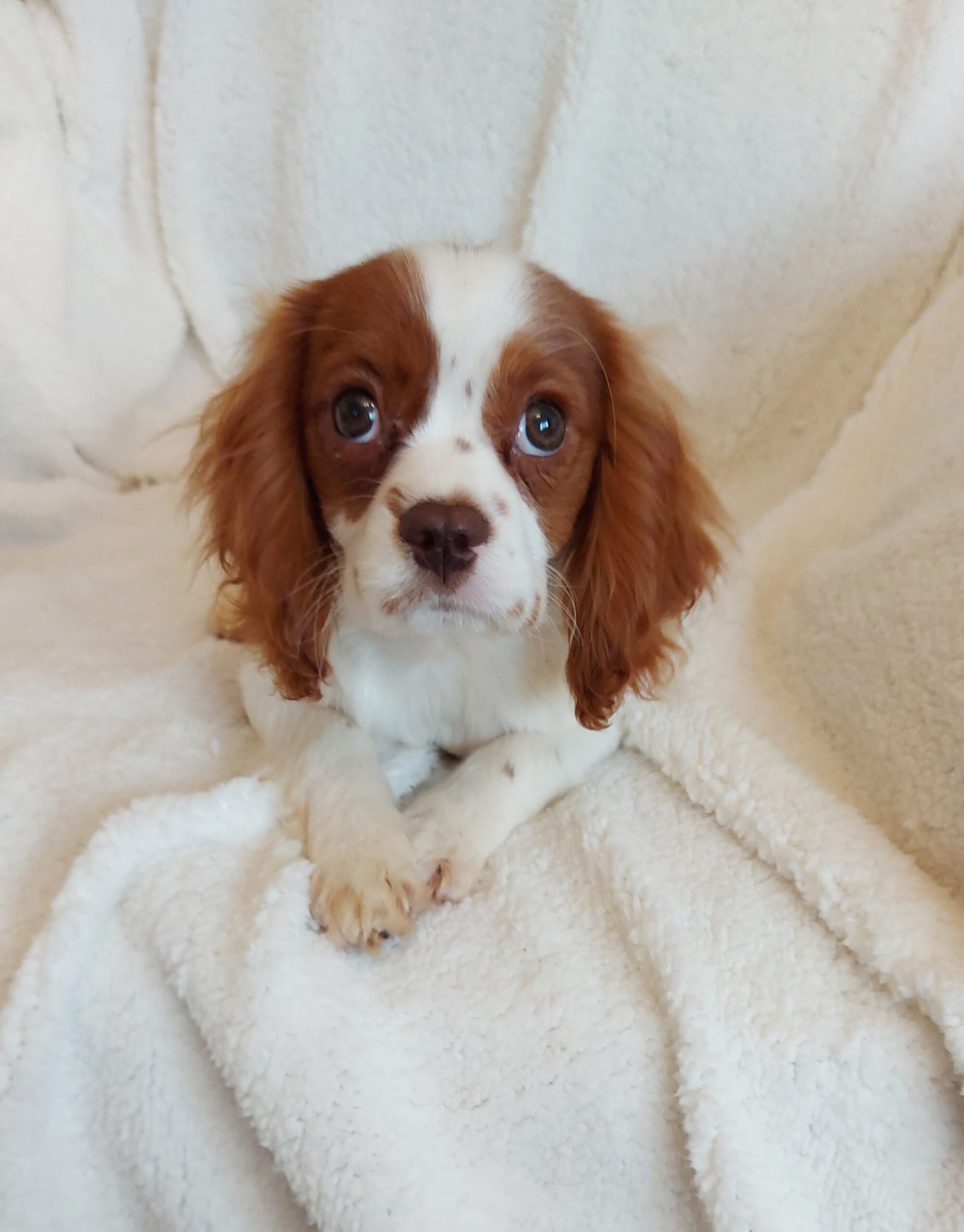 A Chocolate Blenheim Coloured King Charles Spaniel Puppy Lying on a Blanket
