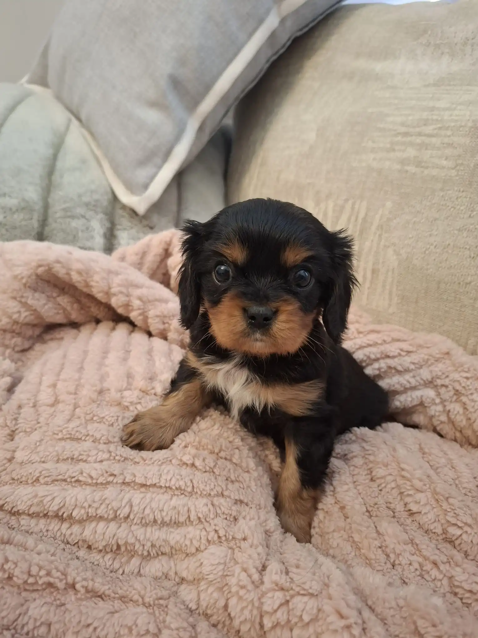 A Black & Tan Coloured King Charles Spaniel Puppy Sitting on a Blanket