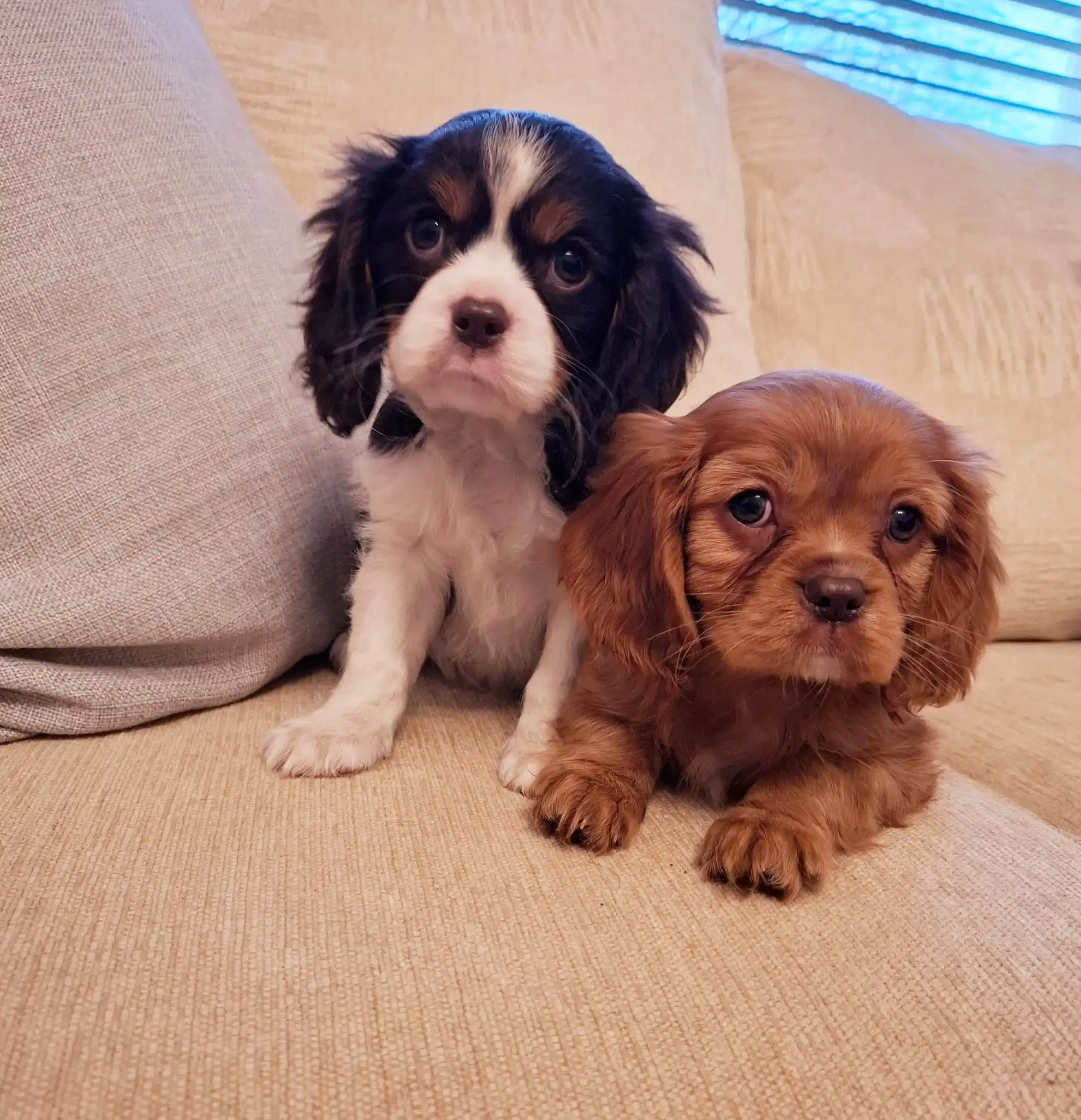 Two King Charles Puppies sitting on a sofa, one is a Chocolate Ruby Colour