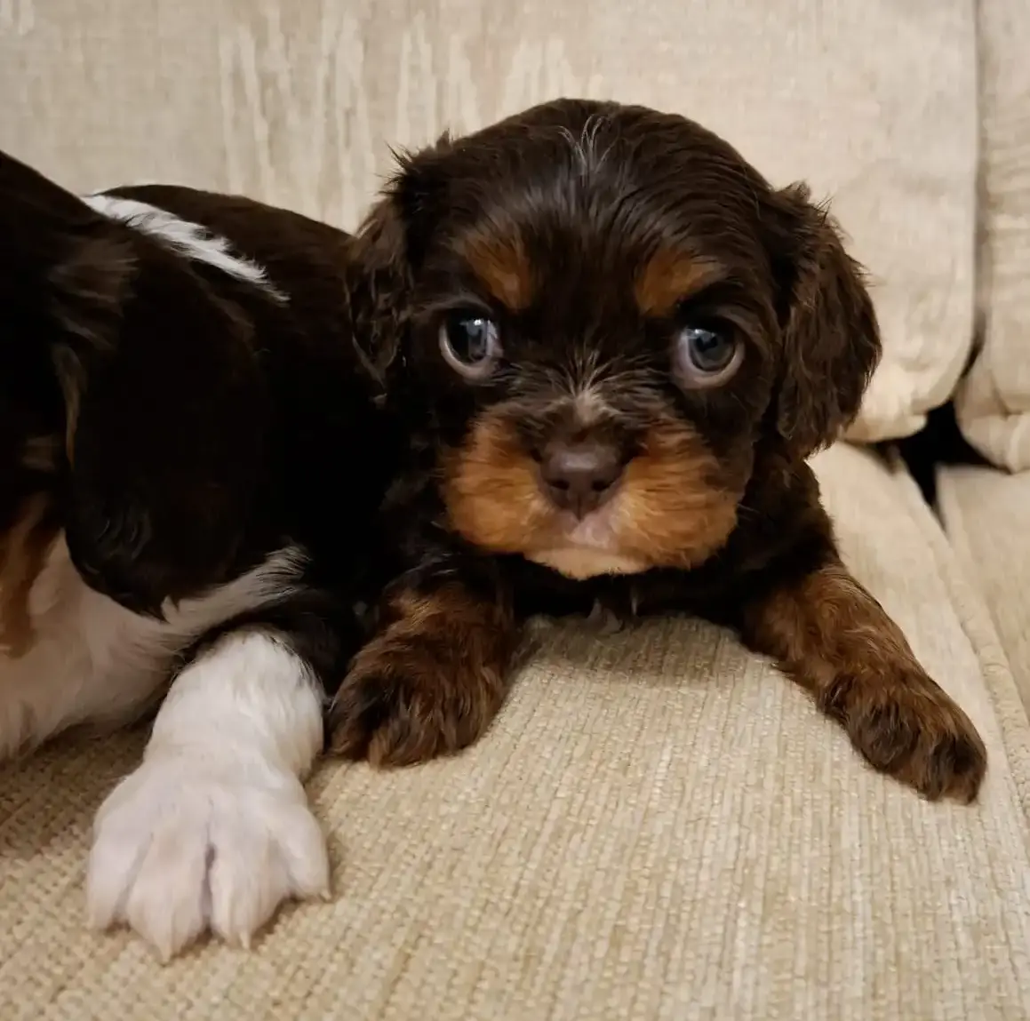 A Chocolate & Tan Coloured King Charles Spaniel Puppy Sitting on a Sofa