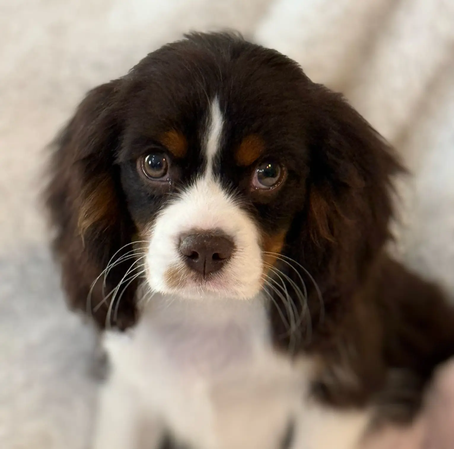A Chocolate Tri Coloured King Charles Spaniel Puppy Sitting, Looking Directly at the Camera