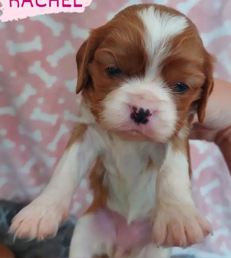 A Classic Blenheim King Charles Spaniel Puppy Sitting on a Blanket