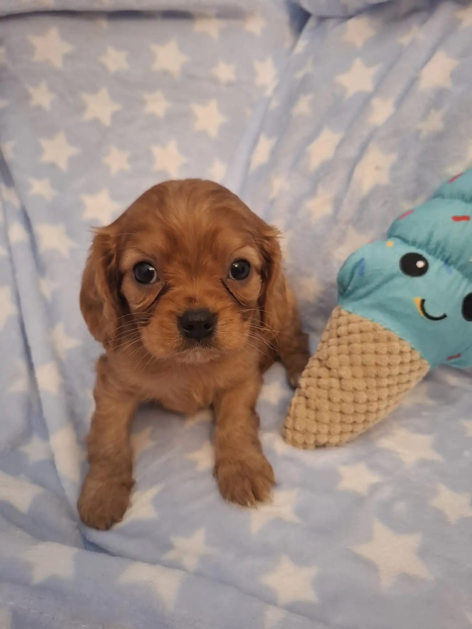 Classic Ruby King Charles Cavalier, Sat On A Starred Blanket Next To A dog Toy