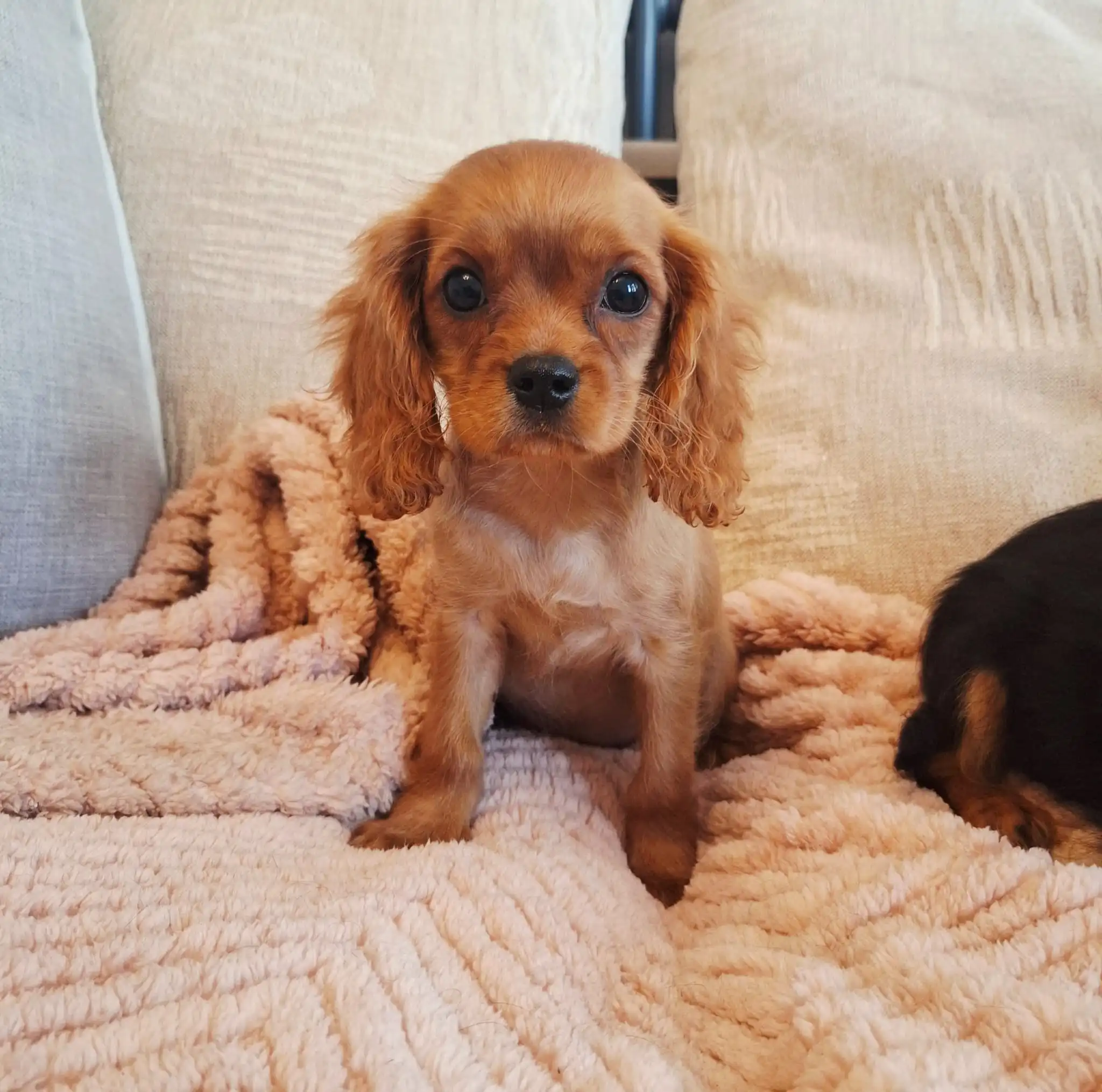 A Classic Ruby Coloured King Charles Spaniel Puppy Sitting on a Sofa