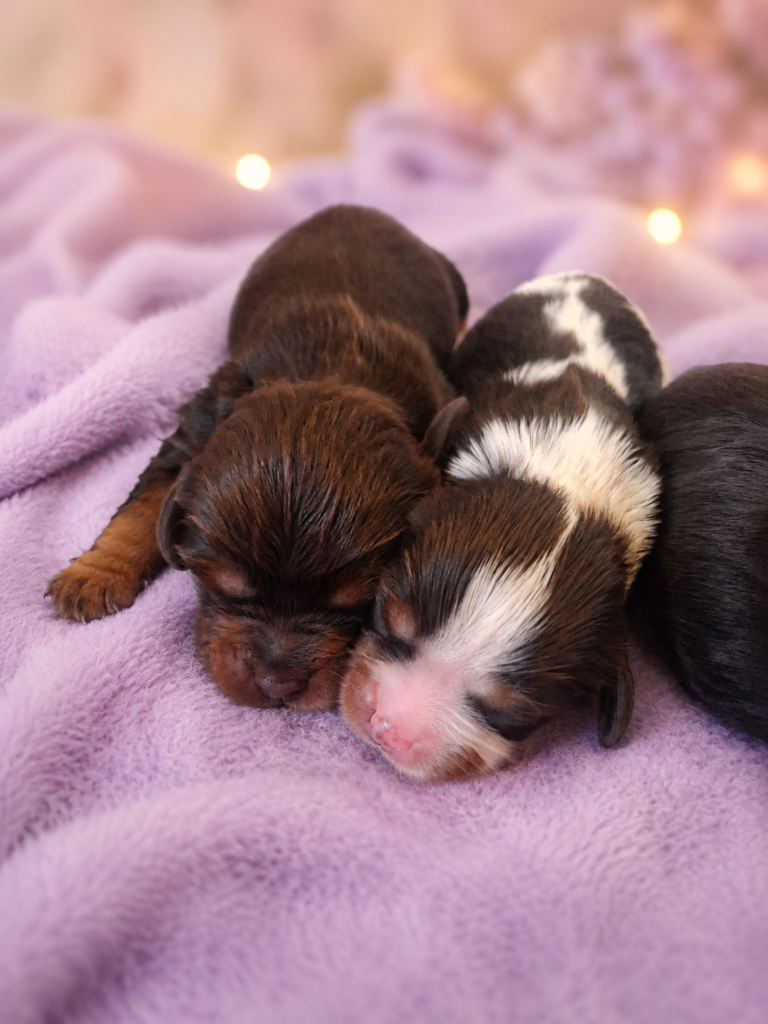 Chocolate tri colour Chocolate tri female